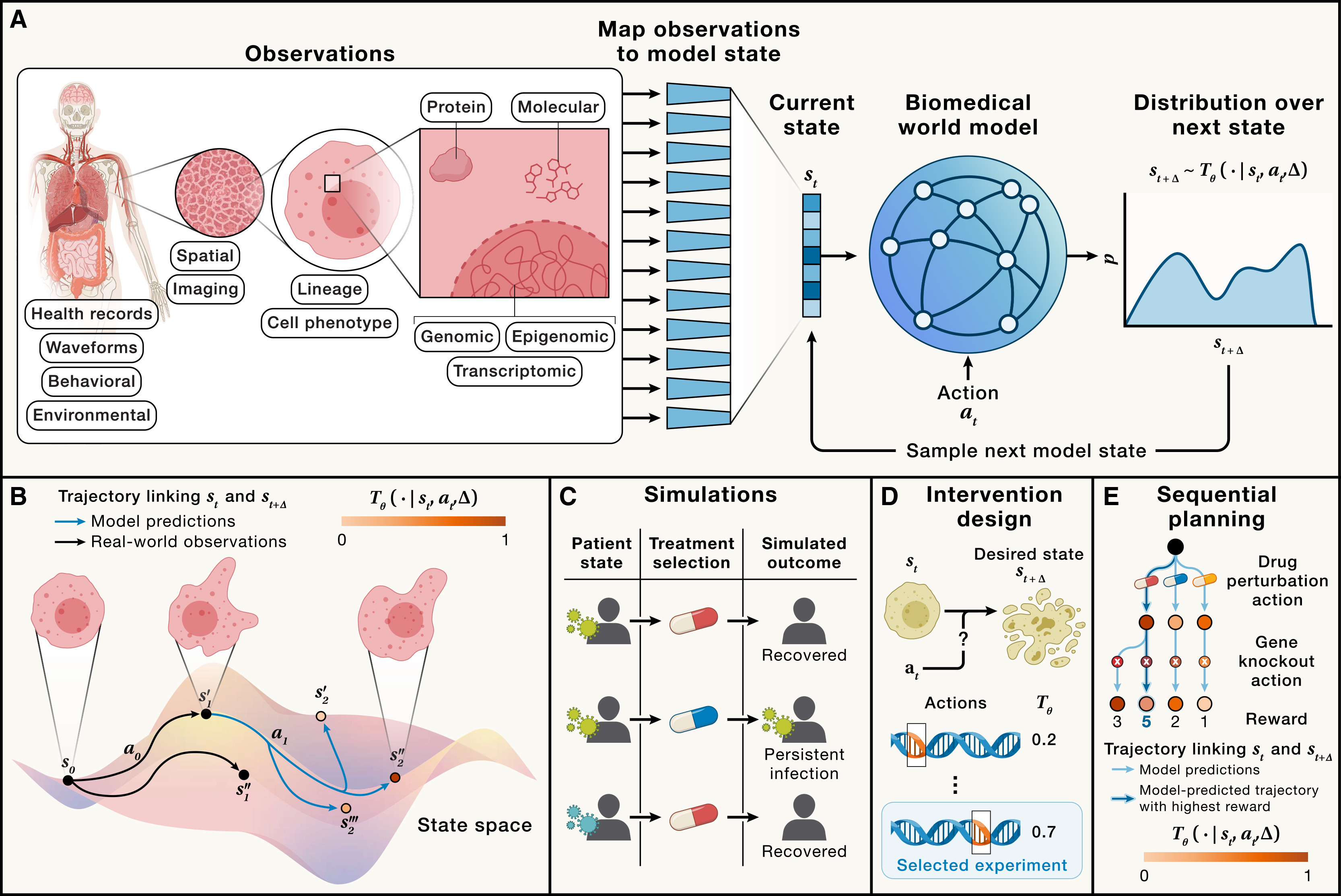 World models in biomedicine overview